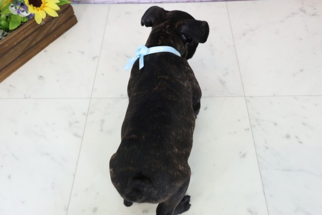 愛媛県のフレンチブルドッグ (Coo&RIKUイオンタウン川之江店/2025年12月20日生まれ/男の子/ブリンドル)の子犬の4枚目の画像