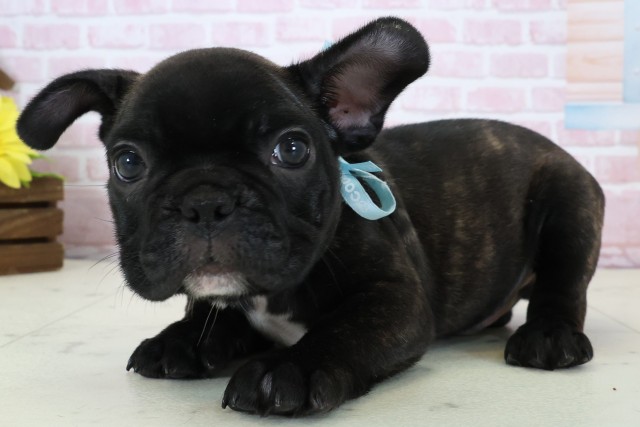 広島県のフレンチブルドッグ (Coo&RIKUゆめタウン大竹店/2025年12月20日生まれ/男の子/ブリンドルホワイト)の子犬の3枚目の画像