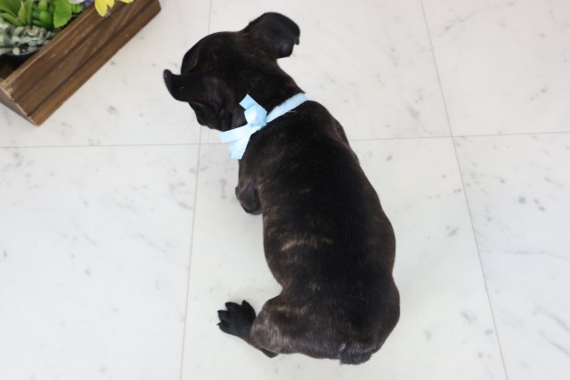 広島県のフレンチブルドッグ (Coo&RIKUゆめタウン大竹店/2025年12月20日生まれ/男の子/ブリンドルホワイト)の子犬の4枚目の画像