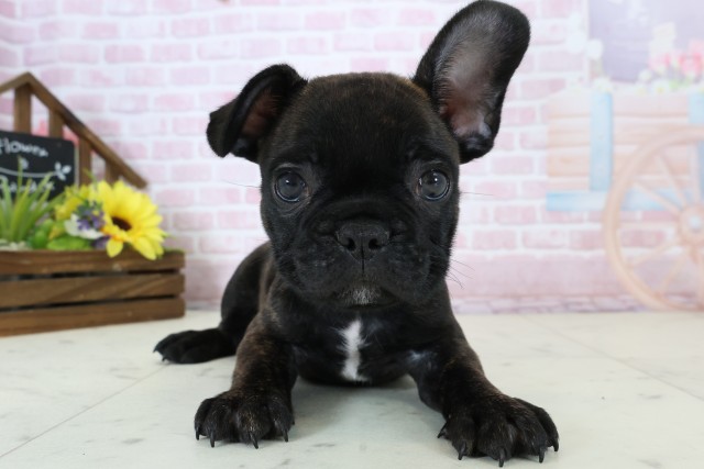 広島県のフレンチブルドッグ (Coo&RIKU広島北店/2025年12月20日生まれ/男の子/ブリンドルホワイト)の子犬の1枚目の画像