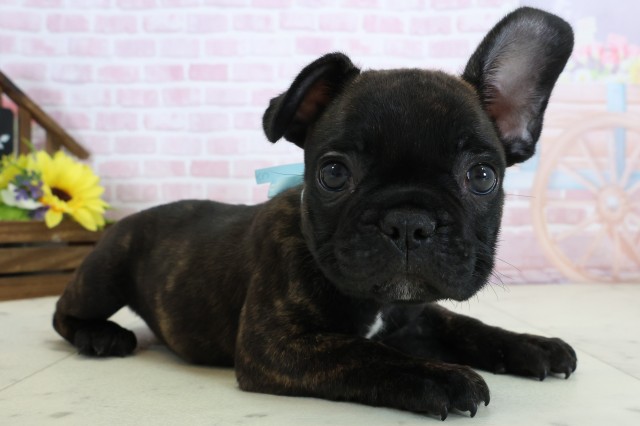 広島県のフレンチブルドッグ (Coo&RIKU広島北店/2025年12月20日生まれ/男の子/ブリンドルホワイト)の子犬の2枚目の画像