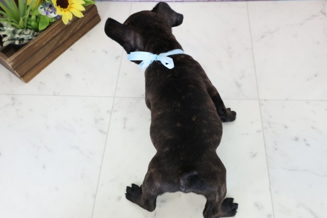 広島県のフレンチブルドッグ (Coo&RIKU広島北店/2025年12月20日生まれ/男の子/ブリンドルホワイト)の子犬の4枚目の画像