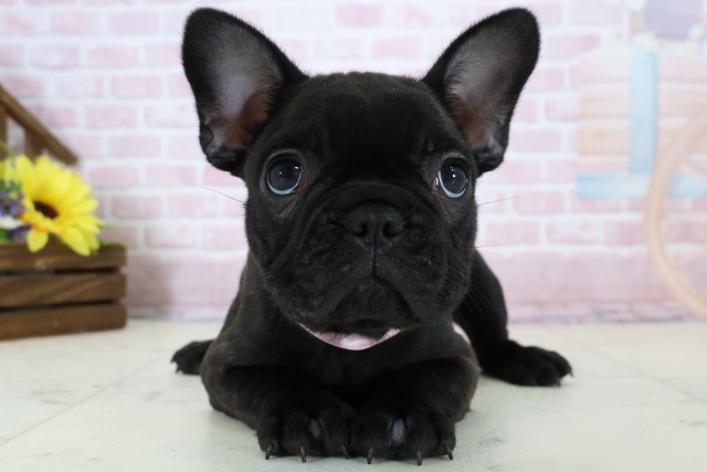 鳥取県のフレンチブルドッグ (Coo&RIKUラ・ムー鳥取東店/2025年12月20日生まれ/女の子/ブリンドル)の子犬の1枚目の画像