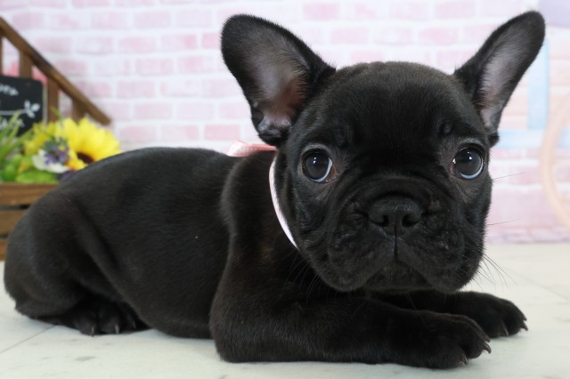 鳥取県のフレンチブルドッグ (Coo&RIKUラ・ムー鳥取東店/2025年12月20日生まれ/女の子/ブリンドル)の子犬の2枚目の画像