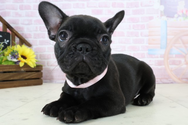 鳥取県のフレンチブルドッグ (Coo&RIKUラ・ムー鳥取東店/2025年12月20日生まれ/女の子/ブリンドル)の子犬の3枚目の画像