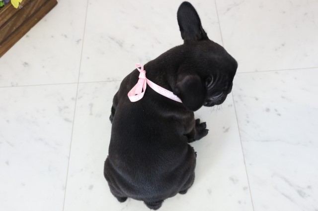 鳥取県のフレンチブルドッグ (Coo&RIKUラ・ムー鳥取東店/2025年12月20日生まれ/女の子/ブリンドル)の子犬の4枚目の画像