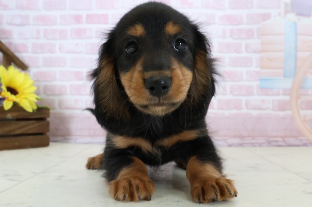 佐賀県のミニチュアダックスフンド(ロング) (Coo&RIKU佐賀神埼店/2025年12月20日生まれ/男の子/ブラックタン)の子犬の1枚目の画像