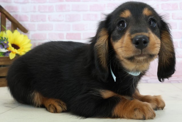 佐賀県のミニチュアダックスフンド(ロング) (Coo&RIKU佐賀神埼店/2025年12月20日生まれ/男の子/ブラックタン)の子犬の2枚目の画像