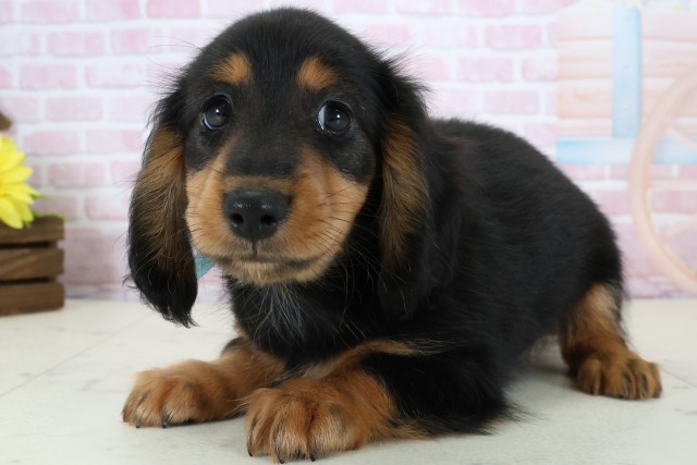 佐賀県のミニチュアダックスフンド(ロング) (Coo&RIKU佐賀神埼店/2025年12月20日生まれ/男の子/ブラックタン)の子犬の3枚目の画像