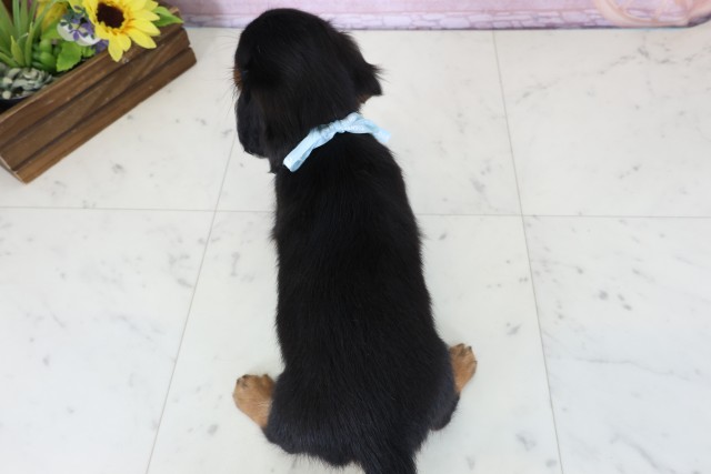 佐賀県のミニチュアダックスフンド(ロング) (Coo&RIKU佐賀神埼店/2025年12月20日生まれ/男の子/ブラックタン)の子犬の4枚目の画像