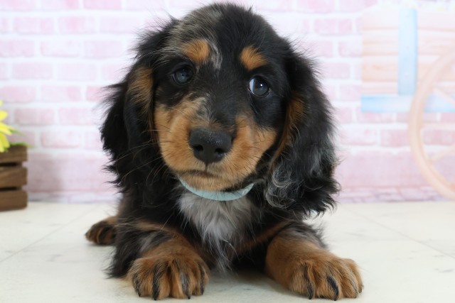 広島県のミニチュアダックスフンド(ロング) (Coo&RIKU東広島店/2025年12月20日生まれ/男の子/シルバーダップル)の子犬の1枚目の画像