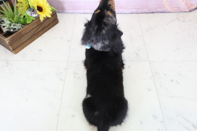 広島県のミニチュアダックスフンド(ロング) (Coo&RIKU東広島店/2025年12月20日生まれ/男の子/シルバーダップル)の子犬の4枚目の画像