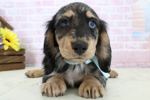 広島県のミニチュアダックスフンド(ロング) (Coo&RIKUゆめタウン大竹店/2025年12月20日生まれ/男の子/シルバーダップル)の子犬の1枚目の画像