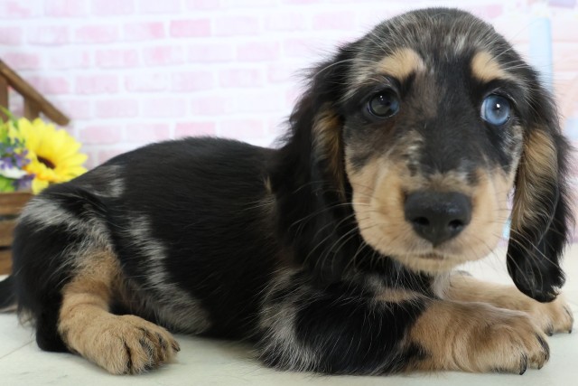 広島県のミニチュアダックスフンド(ロング) (Coo&RIKUゆめタウン大竹店/2025年12月20日生まれ/男の子/シルバーダップル)の子犬の2枚目の画像