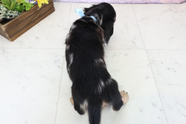 広島県のミニチュアダックスフンド(ロング) (Coo&RIKUゆめタウン大竹店/2025年12月20日生まれ/男の子/シルバーダップル)の子犬の4枚目の画像