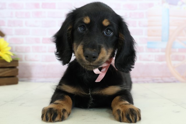 福岡県のミニチュアダックスフンド(ロング) (Coo&RIKU黒崎店/2025年12月20日生まれ/女の子/ブラックタン)の子犬の1枚目の画像