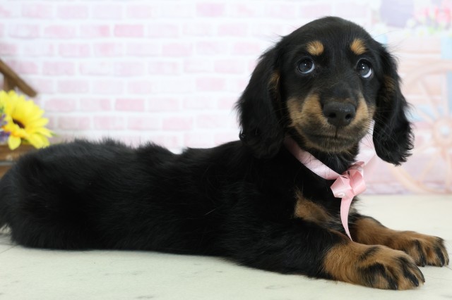 福岡県のミニチュアダックスフンド(ロング) (Coo&RIKU黒崎店/2025年12月20日生まれ/女の子/ブラックタン)の子犬の2枚目の画像