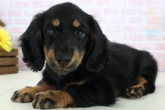 福岡県のミニチュアダックスフンド(ロング) (Coo&RIKU黒崎店/2025年12月20日生まれ/女の子/ブラックタン)の子犬の3枚目の画像