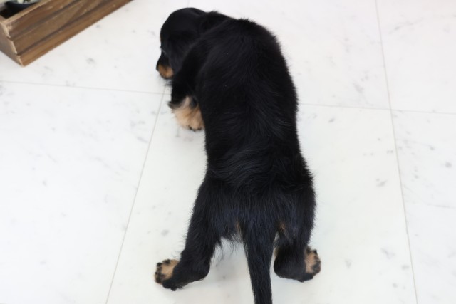福岡県のミニチュアダックスフンド(ロング) (Coo&RIKU黒崎店/2025年12月20日生まれ/女の子/ブラックタン)の子犬の4枚目の画像