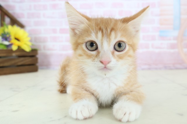 大阪府のキンカロー (Coo&RIKU東大阪店/2025年12月1日生まれ/男の子/レッドタビーホワイト)の子猫の1枚目の画像