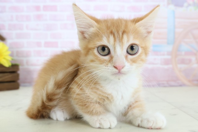 大阪府のキンカロー (Coo&RIKU東大阪店/2025年12月1日生まれ/男の子/レッドタビーホワイト)の子猫の2枚目の画像