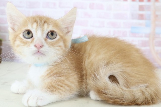大阪府のキンカロー (Coo&RIKU東大阪店/2025年12月1日生まれ/男の子/レッドタビーホワイト)の子猫の3枚目の画像