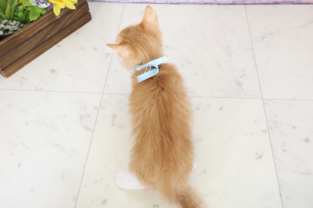 大阪府のキンカロー (Coo&RIKU東大阪店/2025年12月1日生まれ/男の子/レッドタビーホワイト)の子猫の4枚目の画像