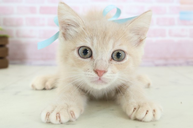 滋賀県のキンカロー (Coo&RIKU長浜店/2025年12月1日生まれ/男の子/クリームタビー)の子猫