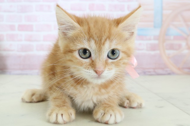 大阪府のキンカロー (Coo&RIKU寝屋川店/2025年12月1日生まれ/女の子/レッドタビー)の子猫の1枚目の画像