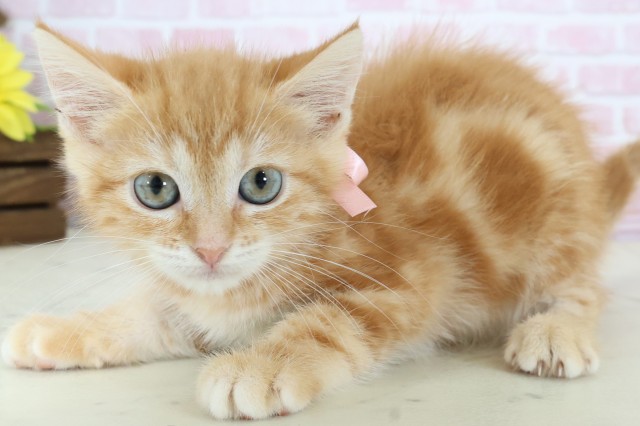 大阪府のキンカロー (Coo&RIKU寝屋川店/2025年12月1日生まれ/女の子/レッドタビー)の子猫の3枚目の画像