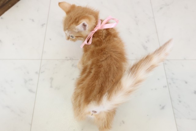 大阪府のキンカロー (Coo&RIKU寝屋川店/2025年12月1日生まれ/女の子/レッドタビー)の子猫の4枚目の画像