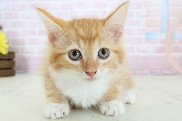 大阪府のメインクーン (Coo&RIKU東大阪店/2025年12月13日生まれ/男の子/レッドタビーホワイト)の子猫の1枚目の画像