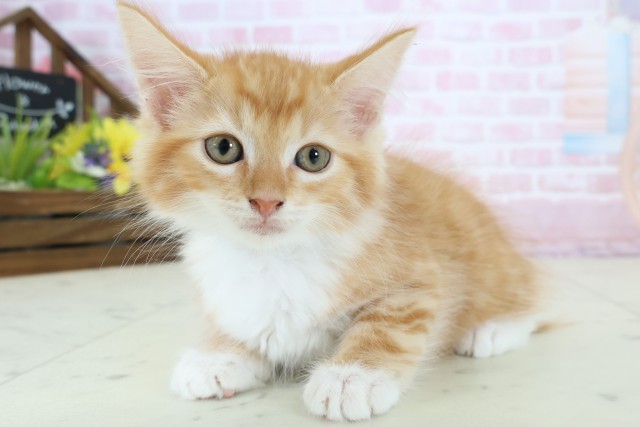 大阪府のメインクーン (Coo&RIKU東大阪店/2025年12月13日生まれ/男の子/レッドタビーホワイト)の子猫の3枚目の画像