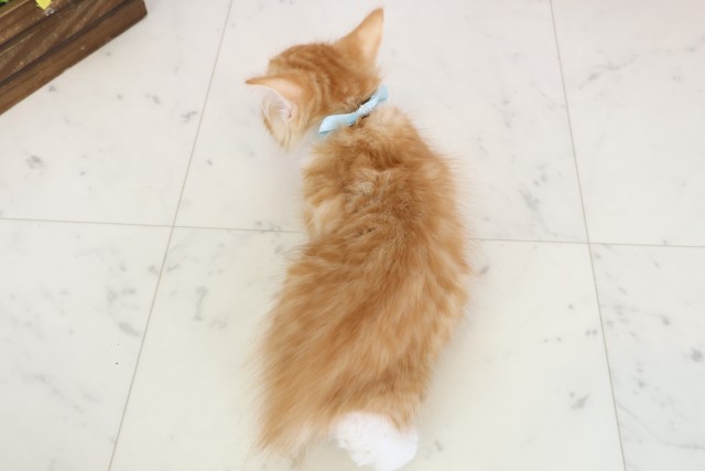 大阪府のメインクーン (Coo&RIKU東大阪店/2025年12月13日生まれ/男の子/レッドタビーホワイト)の子猫の4枚目の画像