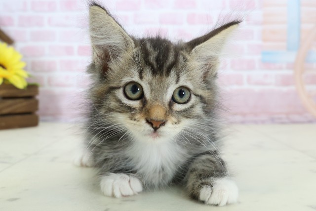 大阪府のメインクーン (Coo&RIKU寝屋川店/2025年12月13日生まれ/女の子/ブラウンタビーホワイト)の子猫の1枚目の画像