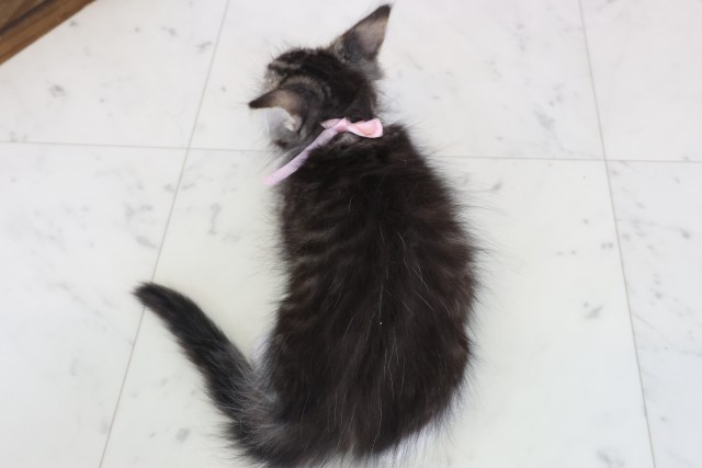 大阪府のメインクーン (Coo&RIKU寝屋川店/2025年12月13日生まれ/女の子/ブラウンタビーホワイト)の子猫の4枚目の画像