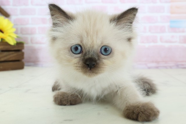 大阪府のヒマラヤン (Coo&RIKU東大阪店/2025年12月15日生まれ/男の子/シールポイント)の子猫の1枚目の画像