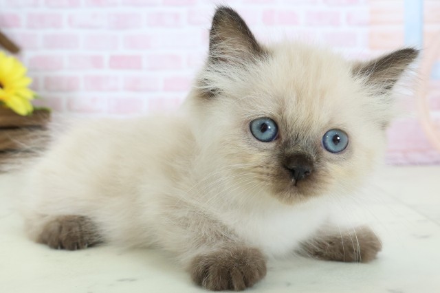 大阪府のヒマラヤン (Coo&RIKU東大阪店/2025年12月15日生まれ/男の子/シールポイント)の子猫の2枚目の画像