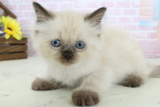 大阪府のヒマラヤン (Coo&RIKU東大阪店/2025年12月15日生まれ/男の子/シールポイント)の子猫の3枚目の画像