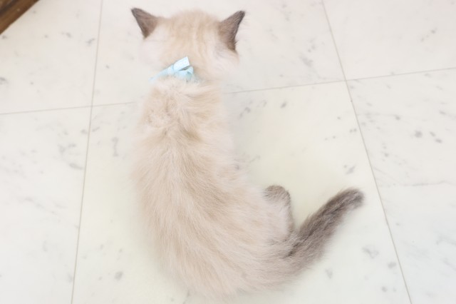 大阪府のヒマラヤン (Coo&RIKU東大阪店/2025年12月15日生まれ/男の子/シールポイント)の子猫の4枚目の画像