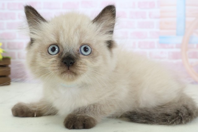 大阪府のヒマラヤン (Coo&RIKU寝屋川店/2025年12月15日生まれ/男の子/シールポイント)の子猫の3枚目の画像