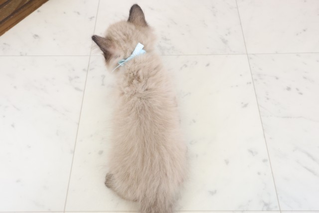 大阪府のヒマラヤン (Coo&RIKU寝屋川店/2025年12月15日生まれ/男の子/シールポイント)の子猫の4枚目の画像