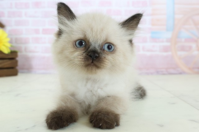 兵庫県のヒマラヤン (Coo&RIKU明石店/2025年12月15日生まれ/男の子/シールポイント)の子猫の1枚目の画像