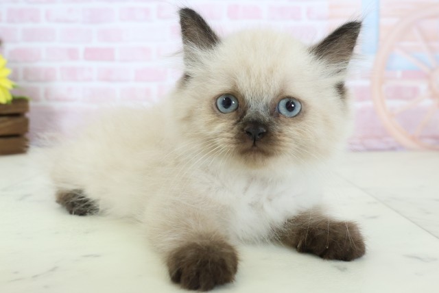 兵庫県のヒマラヤン (Coo&RIKU明石店/2025年12月15日生まれ/男の子/シールポイント)の子猫の2枚目の画像