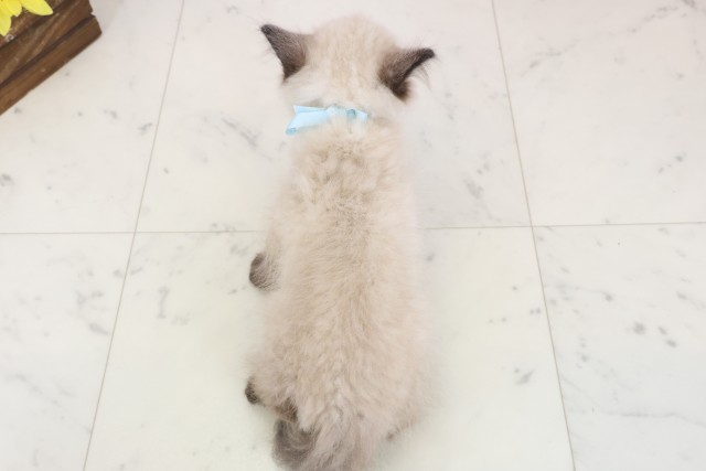 兵庫県のヒマラヤン (Coo&RIKU明石店/2025年12月15日生まれ/男の子/シールポイント)の子猫の4枚目の画像