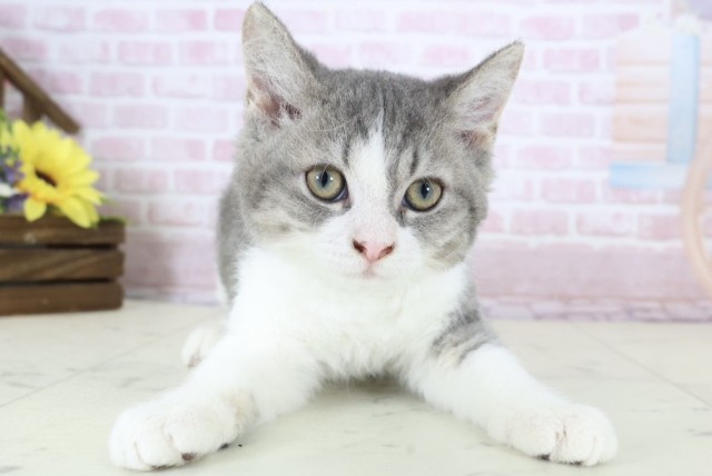 福岡県のセルカークレックス (Coo&RIKU筑後店/2025年10月21日生まれ/男の子/シルバータビーホワイト)の子猫の1枚目の画像