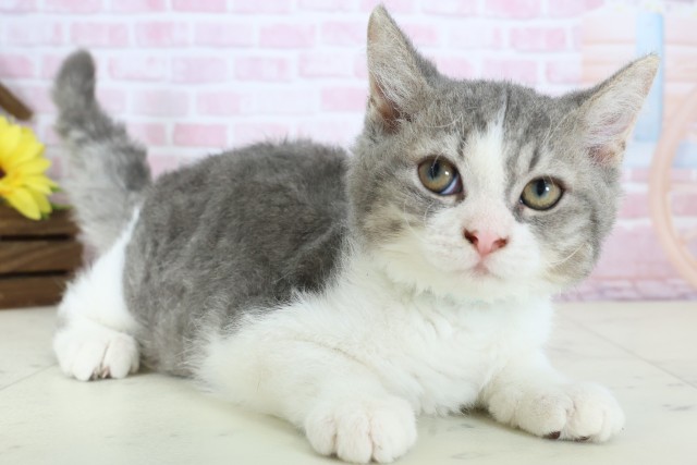 福岡県のセルカークレックス (Coo&RIKU筑後店/2025年10月21日生まれ/男の子/シルバータビーホワイト)の子猫の2枚目の画像