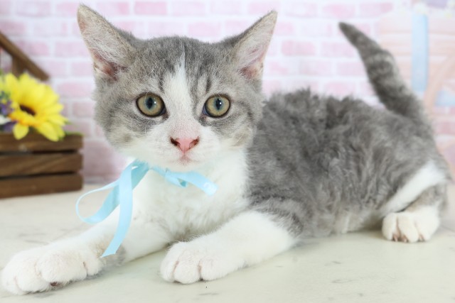 福岡県のセルカークレックス (Coo&RIKU筑後店/2025年10月21日生まれ/男の子/シルバータビーホワイト)の子猫の3枚目の画像