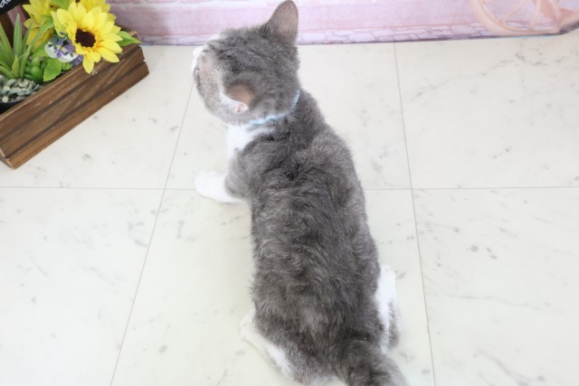 福岡県のセルカークレックス (Coo&RIKU筑後店/2025年10月21日生まれ/男の子/シルバータビーホワイト)の子猫の4枚目の画像