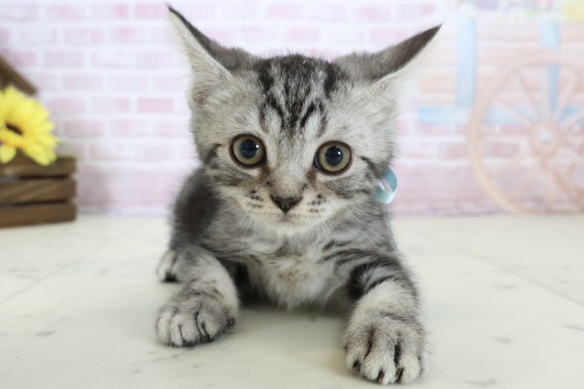 広島県のスコティッシュフォールド (Coo&RIKU福山店/2025年11月15日生まれ/男の子/シルバータビー)の子猫